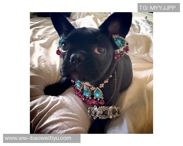 重金悬赏一万美元寻找拉姆塞走失爱犬希望尽快寻回爱宠 重金悬赏一万美元寻找拉姆塞走失爱犬希望尽快寻回爱宠